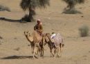 Camels on exercise